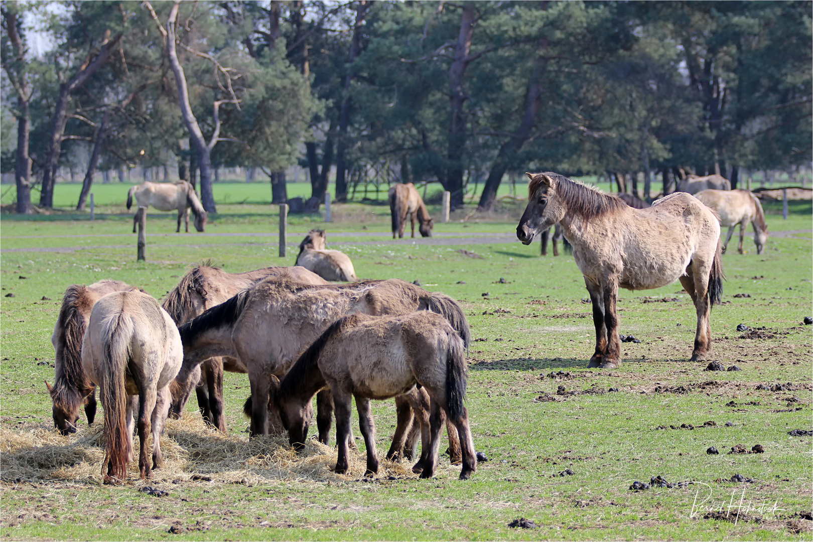 Wildpferde im Merfelder Bruch ....