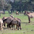 Wildpferde im Merfelder Bruch ....