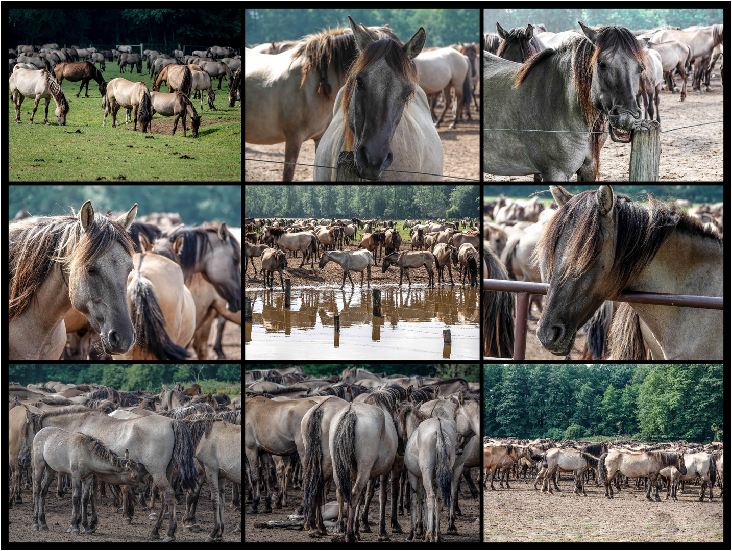 Wildpferde im Merfelder Bruch