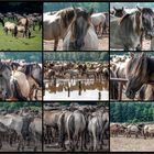 Wildpferde im Merfelder Bruch