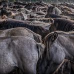 Wildpferde im Merfelder Bruch_01