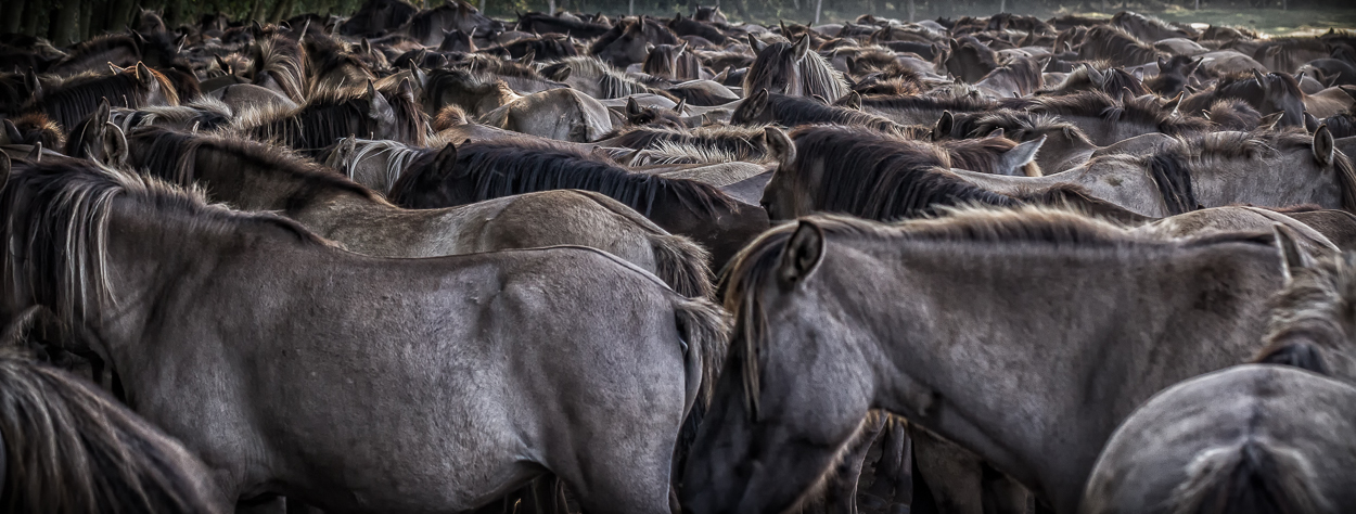 Wildpferde im Merfelder Bruch_01