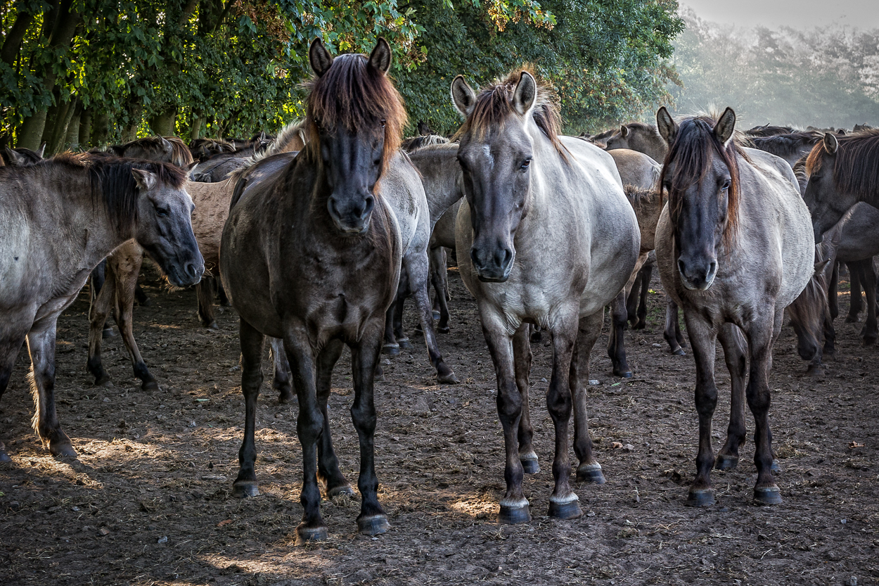 Wildpferde im Merfelder Bruch_02