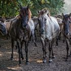 Wildpferde im Merfelder Bruch_02