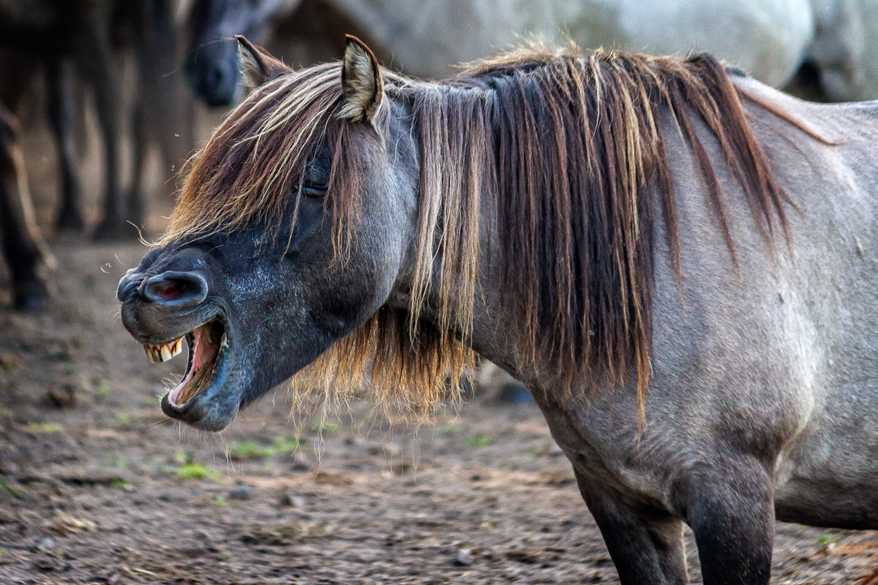 Wildpferde im Merfelder Bruch_03