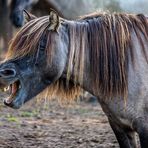 Wildpferde im Merfelder Bruch_03