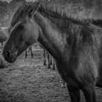 Wildpferde im Merfelder Bruch_04