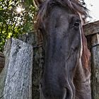 Wildpferde im Merfelder Bruch_05