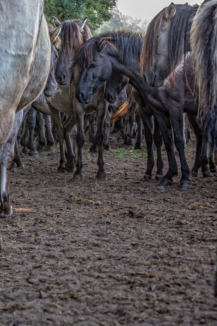 Wildpferde im Merfelder Bruch_05