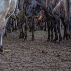 Wildpferde im Merfelder Bruch_05