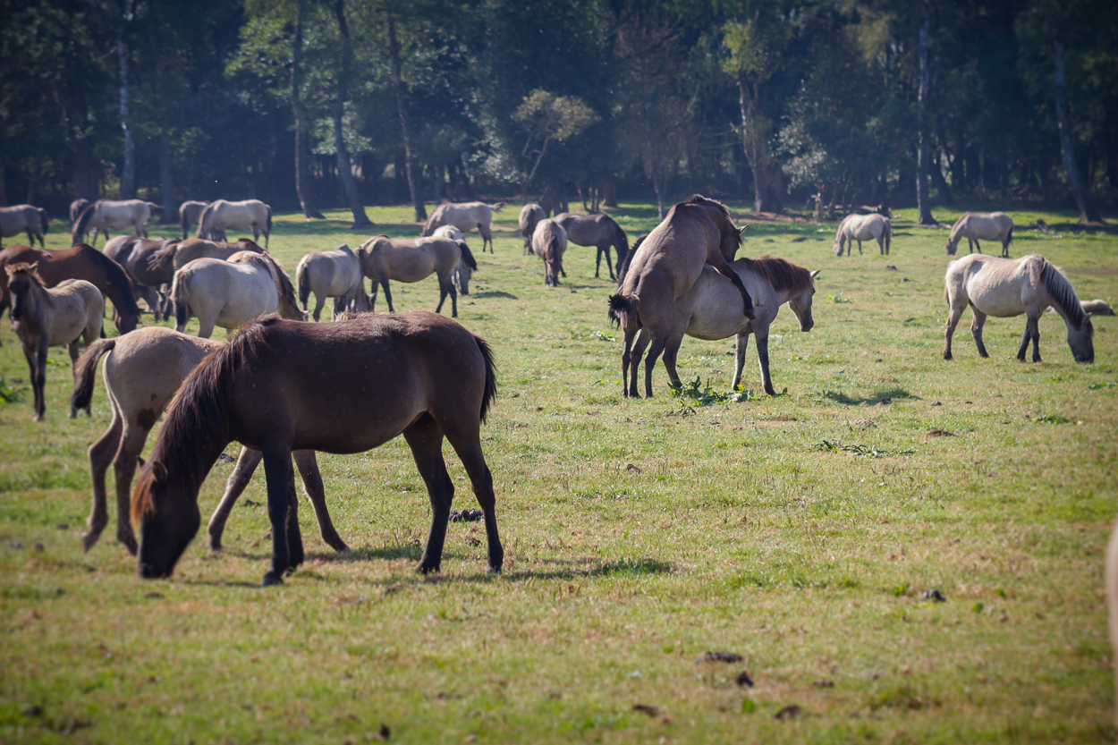 Wildpferde im Merfelder Bruch_06