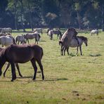 Wildpferde im Merfelder Bruch_06