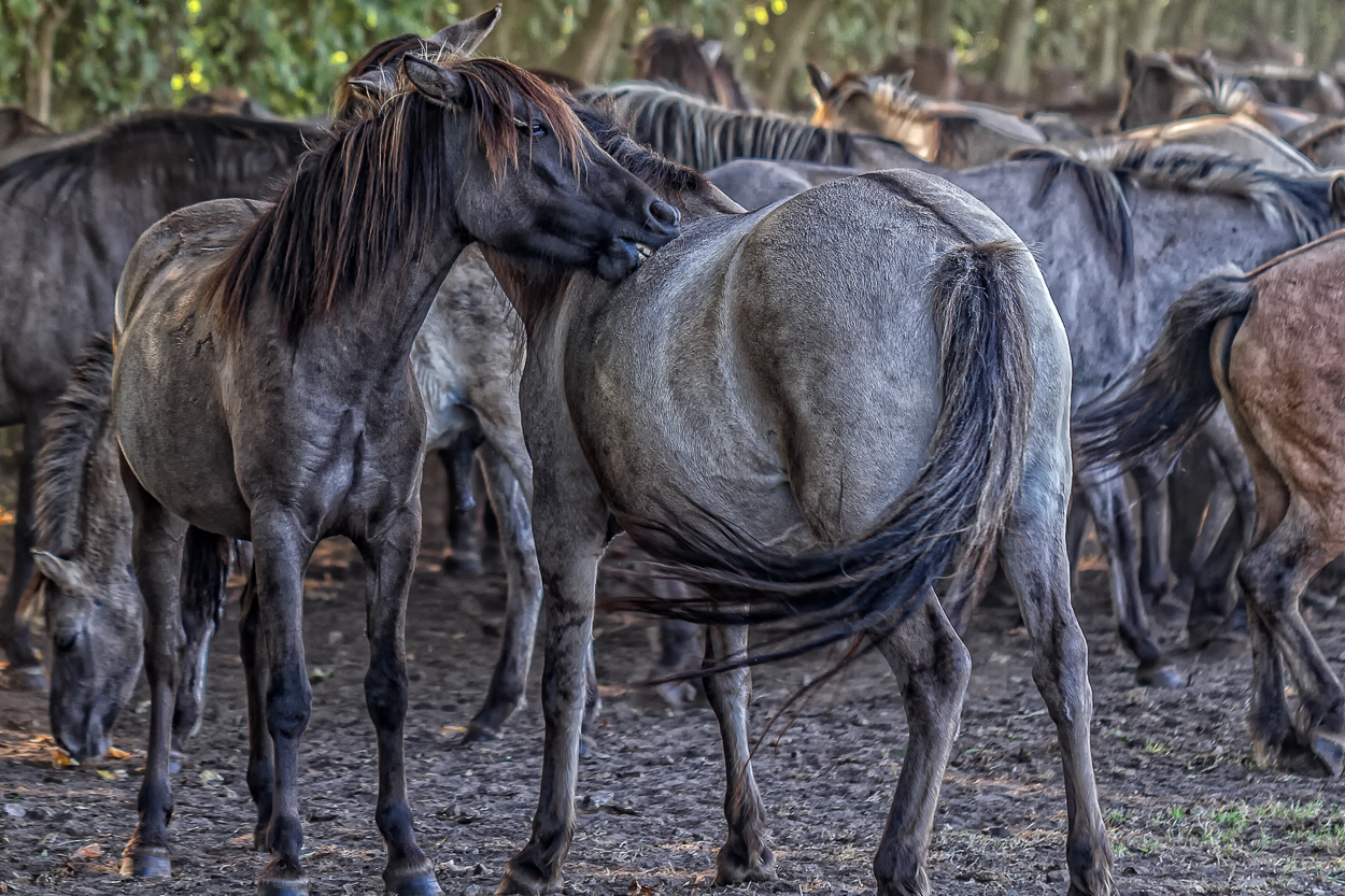 Wildpferde im Merfelder Bruch_07