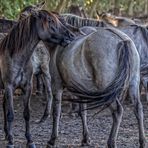 Wildpferde im Merfelder Bruch_07