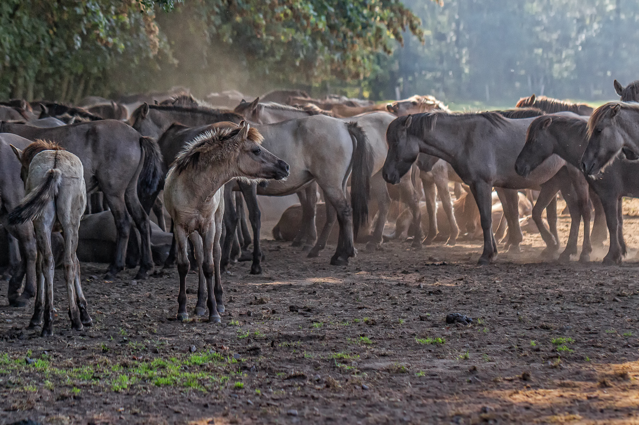 Wildpferde im Merfelder Bruch_08