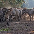 Wildpferde im Merfelder Bruch_08