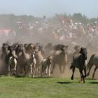 Wildpferde im Merfelderbruch