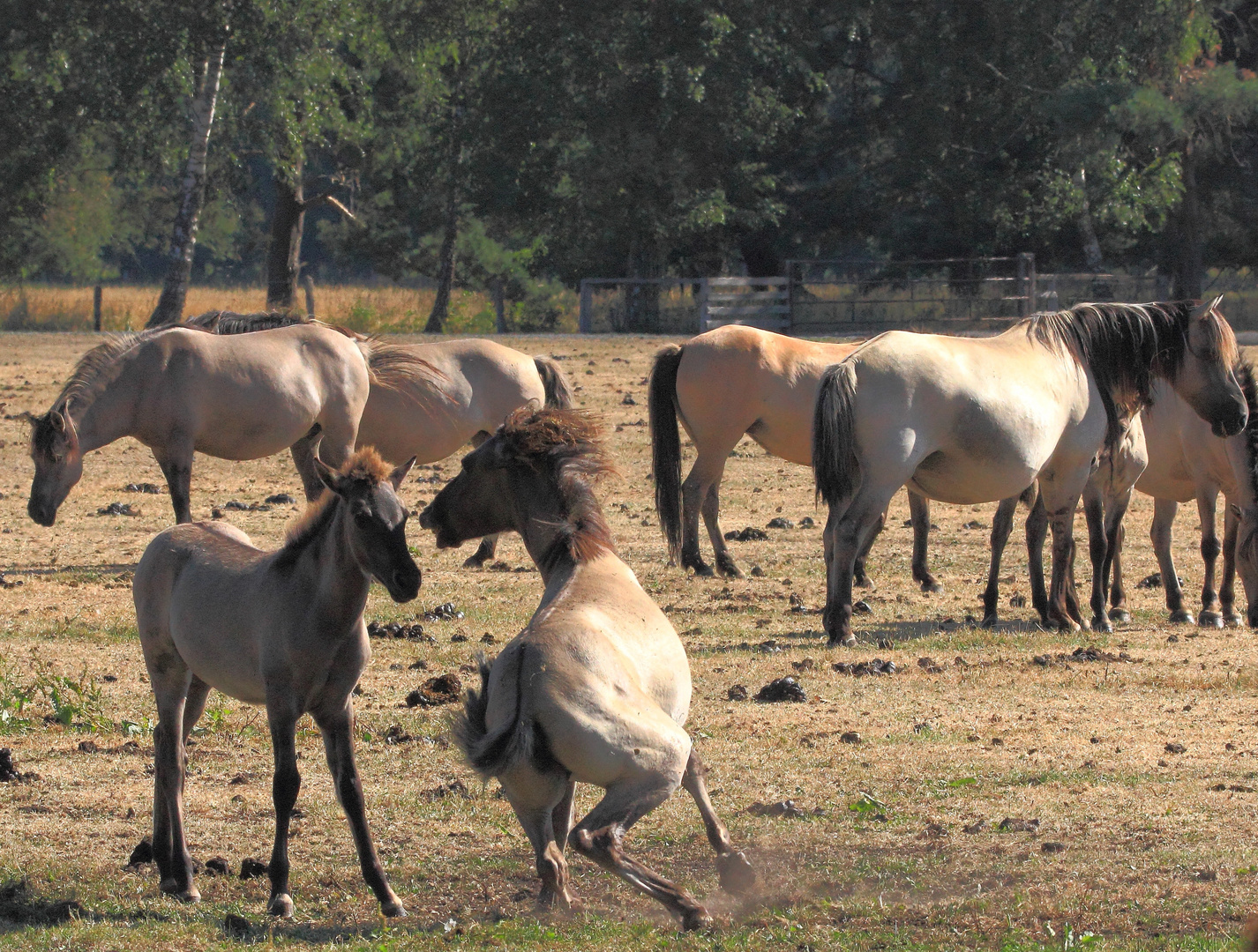 Wildpferde im Mervelder Bruch 1