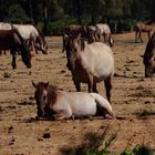 Wildpferde im Mervelder Bruch 2