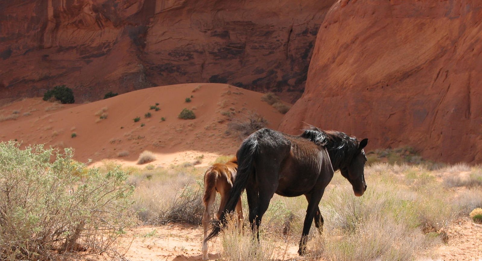 Wildpferde im Monument Valley