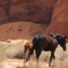 Wildpferde im Monument Valley