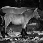 Wildpferde im Nationalpark Bayerischer Wald...