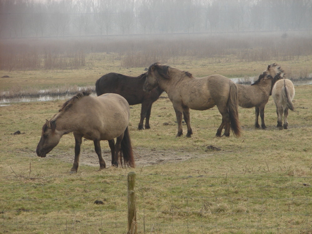 Wildpferde im Nebel