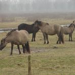 Wildpferde im Nebel