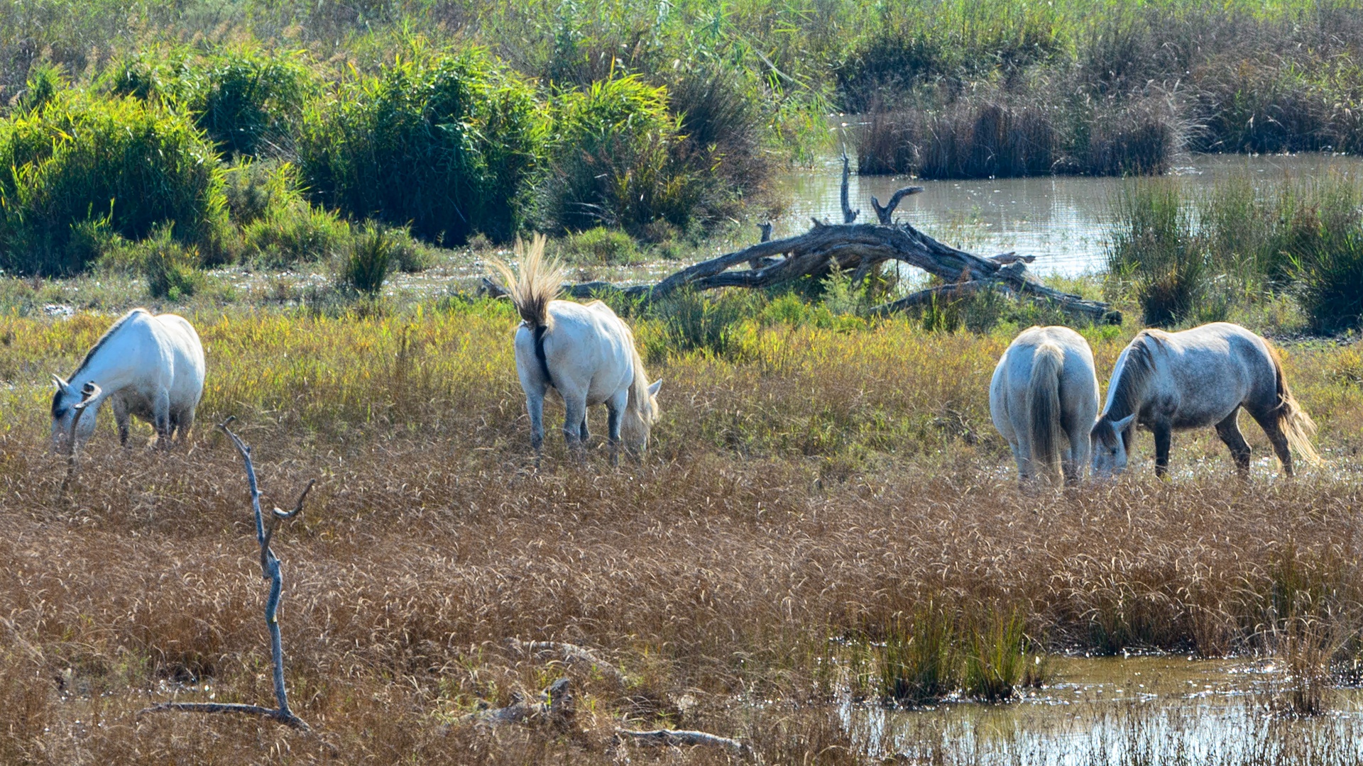 Wildpferde im Parc natura de s`Albufera de Mallorca