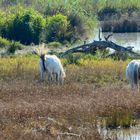 Wildpferde im Parc natura de s`Albufera de Mallorca