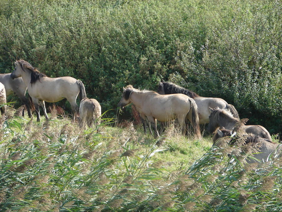 Wildpferde im Schilf