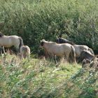 Wildpferde im Schilf