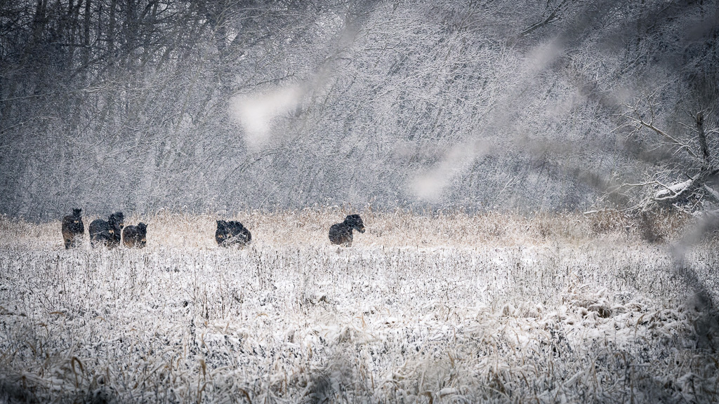 Wildpferde im Schnee