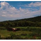 Wildpferde im Spaetsommer