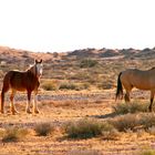 Wildpferde im südaustralischen Outback...