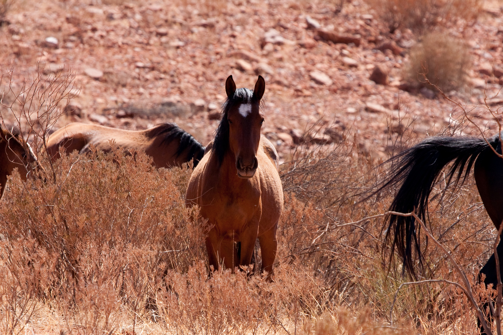 Wildpferde in Australiens Outback