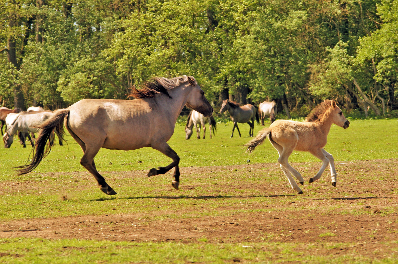 Wildpferde in Bewegung 2 Foto & Bild natur, tiere, wildpferde Bilder