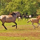 Wildpferde  in Bewegung 2