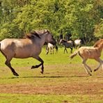 Wildpferde  in Bewegung 2