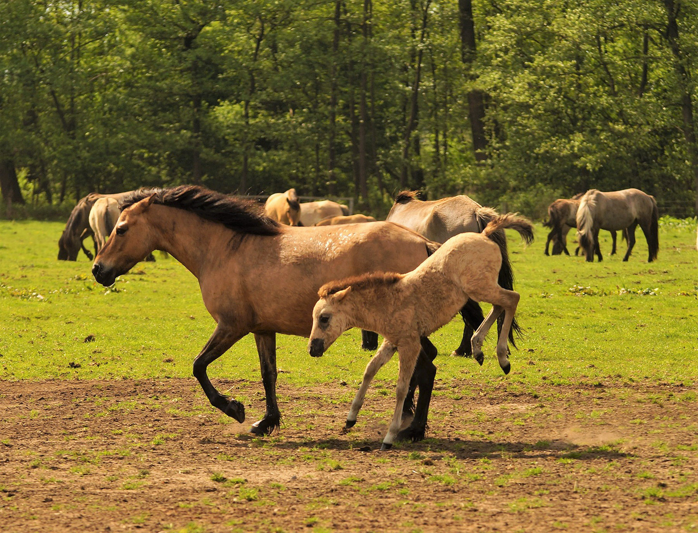 Wildpferde in Bewegung 3