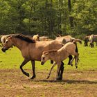 Wildpferde in Bewegung 3