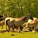 Wildpferde in Bewegung.