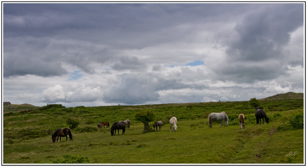 Wildpferde in Cornwall / Südengland