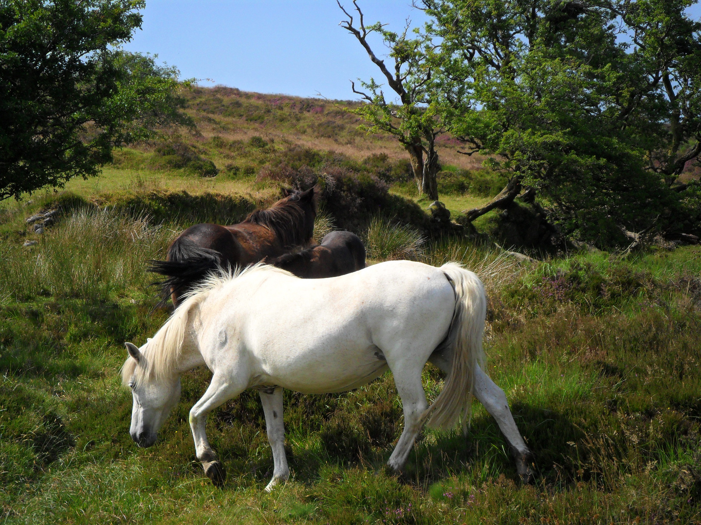 Wildpferde in Dartmoor