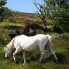 Wildpferde in Dartmoor