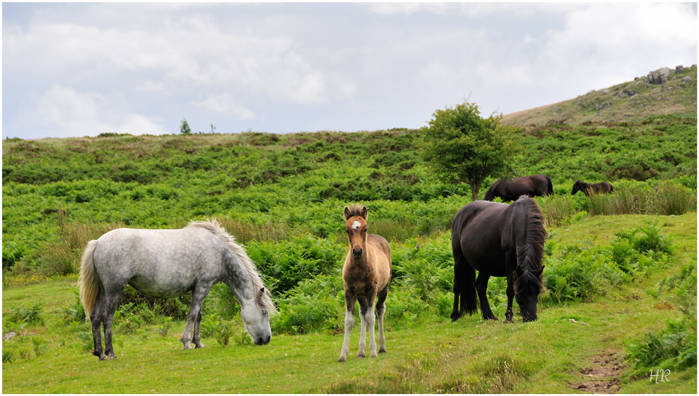 Wildpferde in Dartmoor bei Haytor / Südengland 2