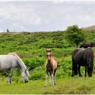 Wildpferde in Dartmoor bei Haytor / Südengland 2