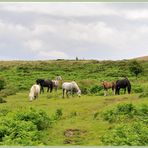 Wildpferde in Dartmoor bei Haytor / Südengland