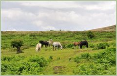 Wildpferde in Dartmoor bei Haytor / Südengland