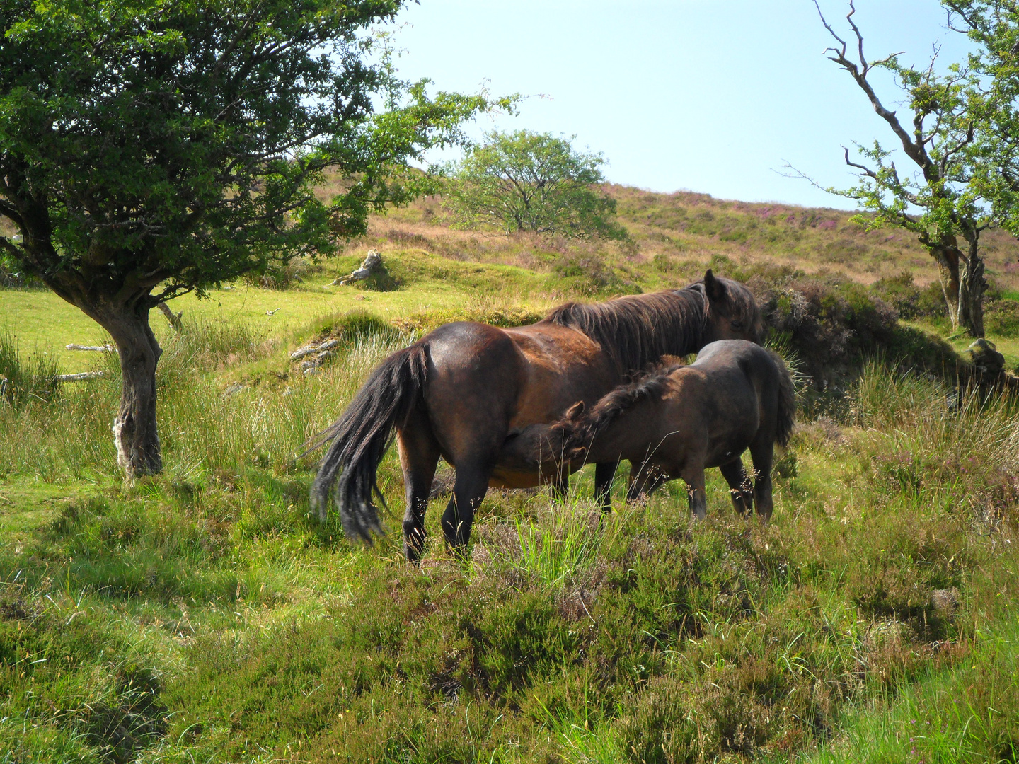 Wildpferde in Dartmoore